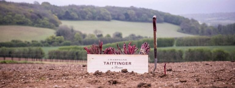 Domaine Evremond Taittinger Champagne vineyard in England