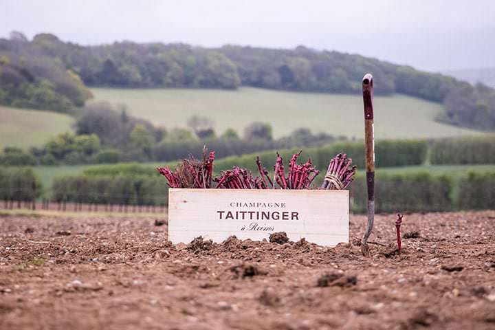 Domaine Evremond Taittinger Champagne vineyard in England