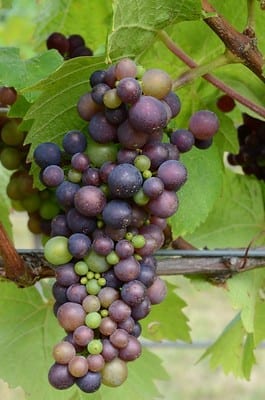 Pinot Noir grapes - by Stefano Lubiana, Flickr