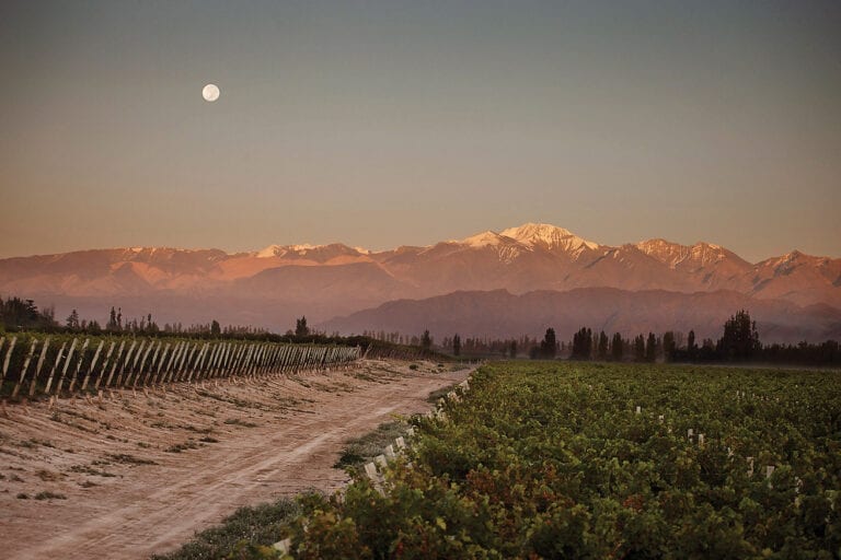 Bodega Norton vineyard, Argentina