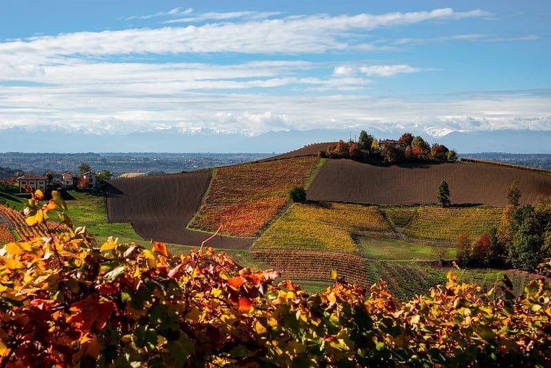 Autumn vineyards, Piedmont, Italy by Giacomo Faccio