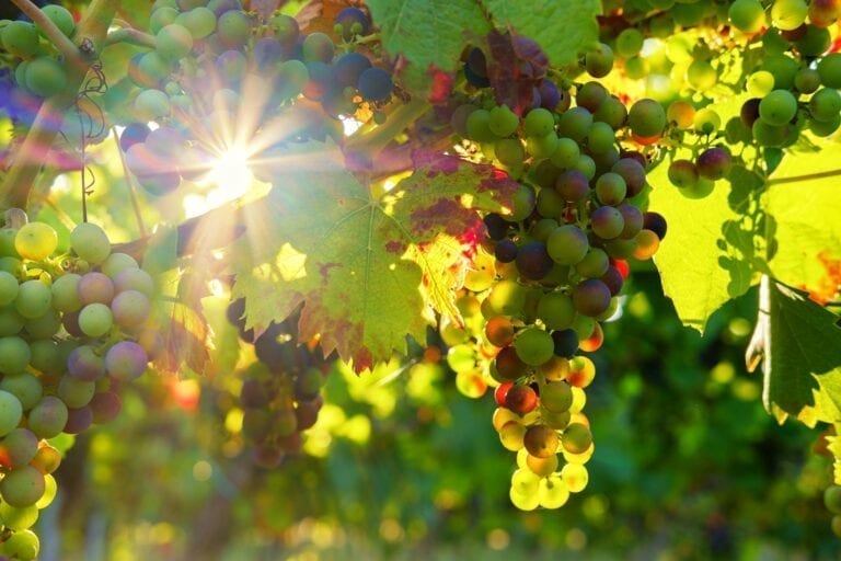 Grapes, Sunshine Vineyard