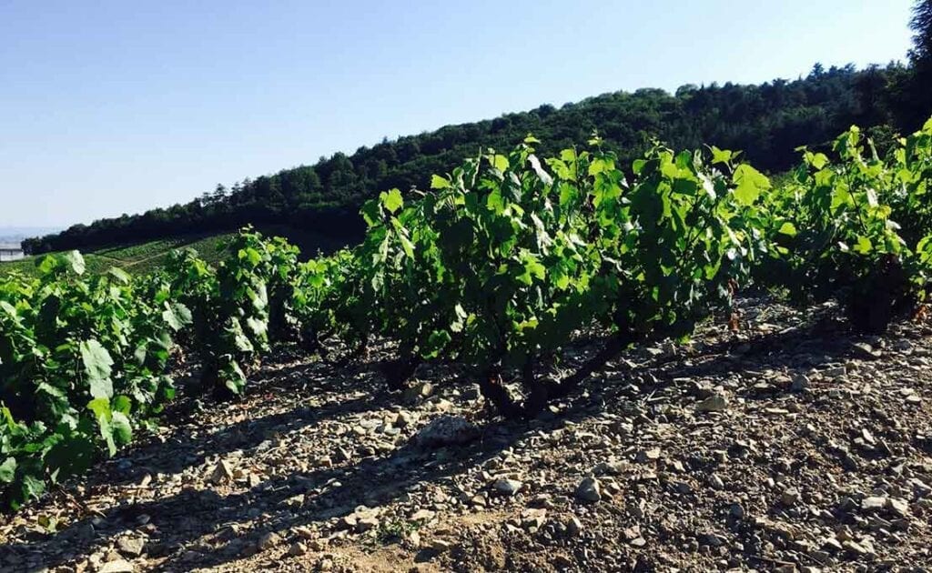 Bush Vines in a Beaujolais cru vineyard