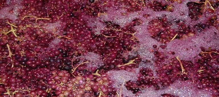 Carbonic maceration of red wine grapes