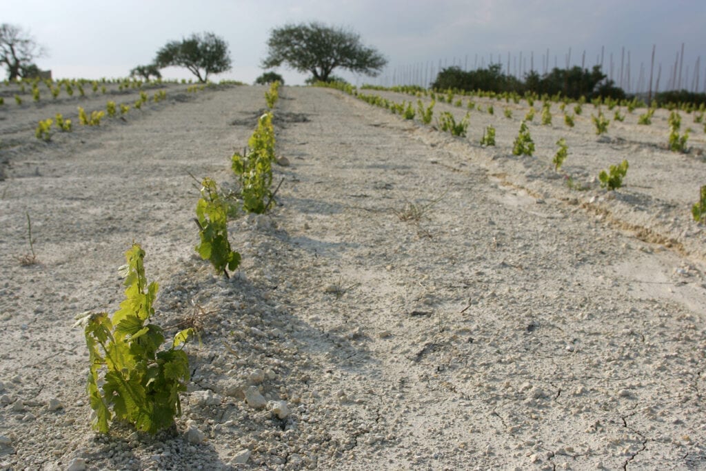 Soil, Vineyards, Feudo Maccari winery, Sicily, Italy