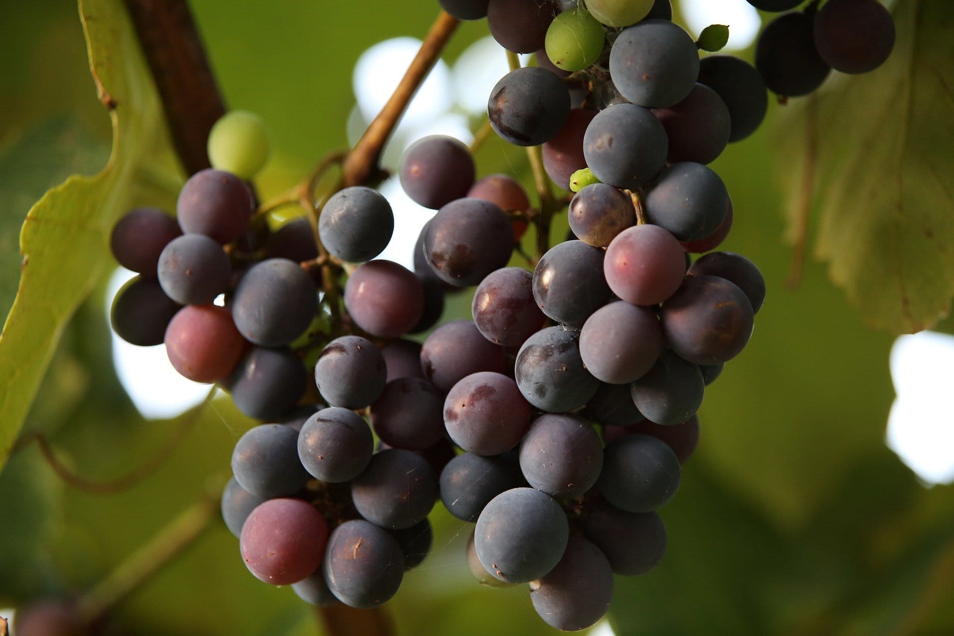 grapes up close