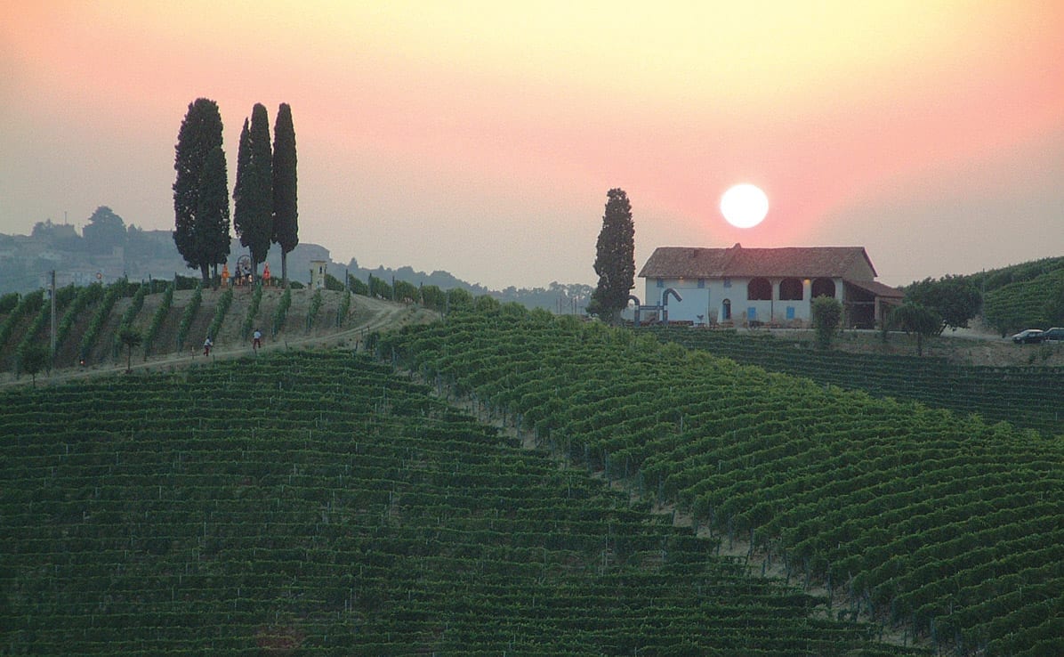 Michele Chiarlo, Sunrise, Vineyard, Sunset