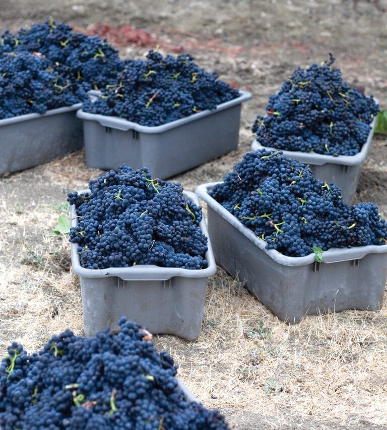 Grapes in bins from Sequoia Grove winery