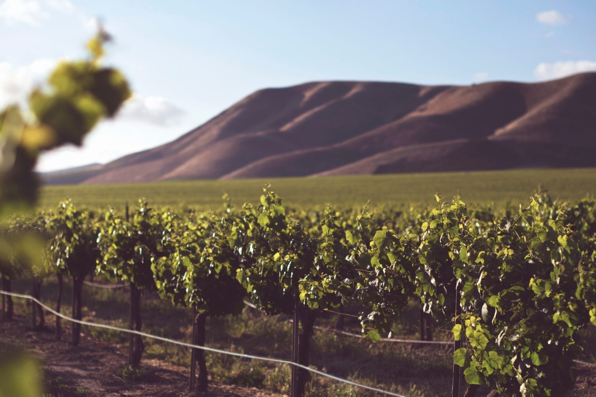 California vineyards by Tim Mossholder, Unsplash