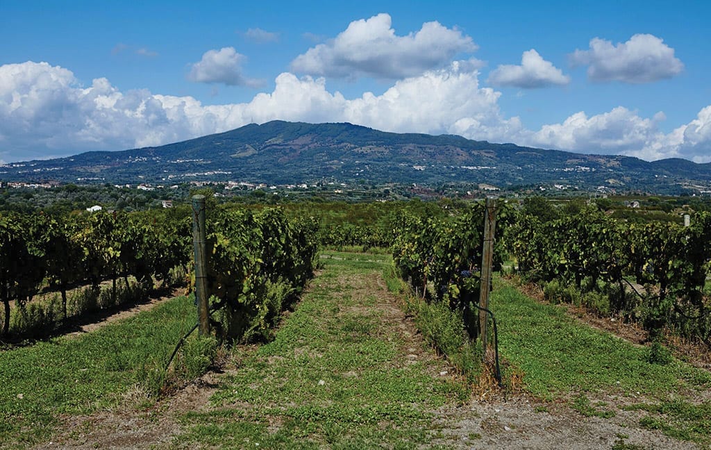 Roccamonfina, vineyards