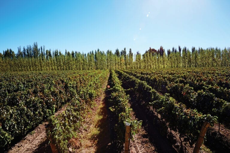 Bodega Chacra vineyards in Argentina
