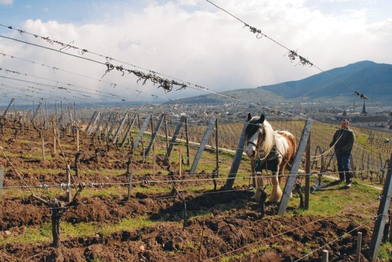 Domaine Zind-Humbrecht plowing horse in vineyard, green, sustainable winemaking, Alsace