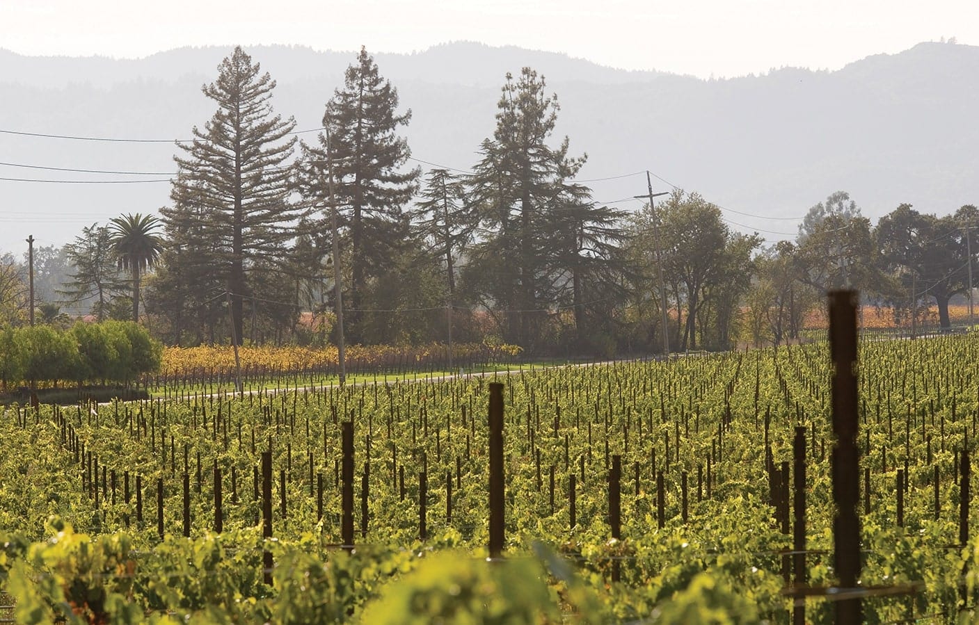 Sequoia Grove vineyards