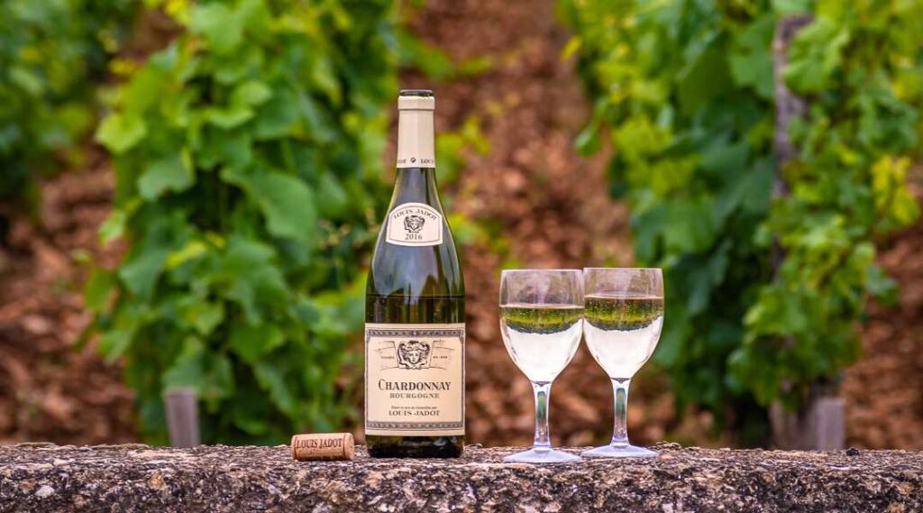 Bottle of Chardonnay in vineyard with two wine glasses