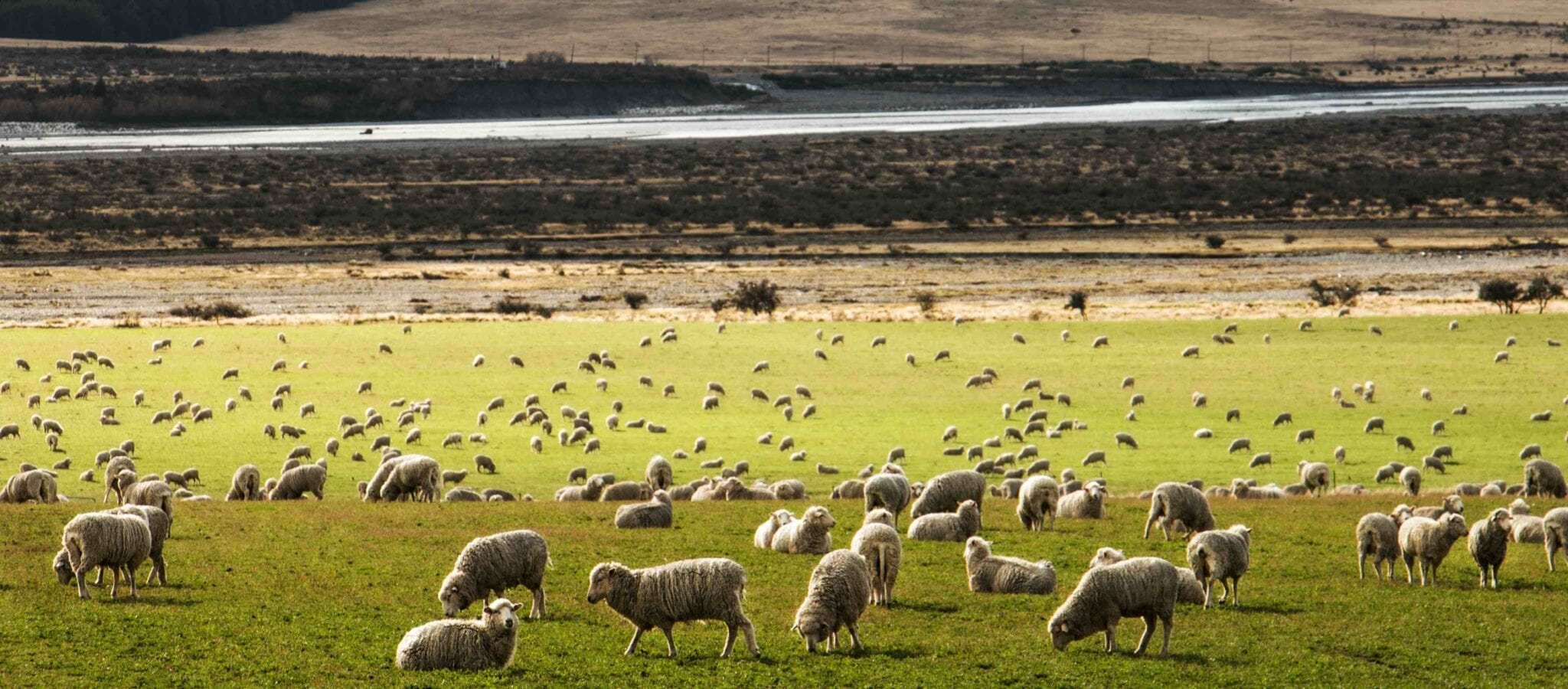 Sheep in New Zealand Landscape