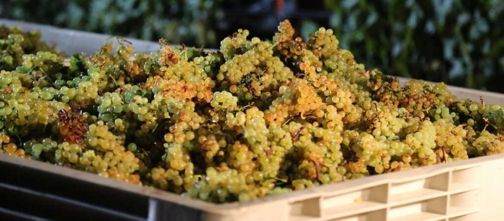 Harvest Chardonnay Grapes