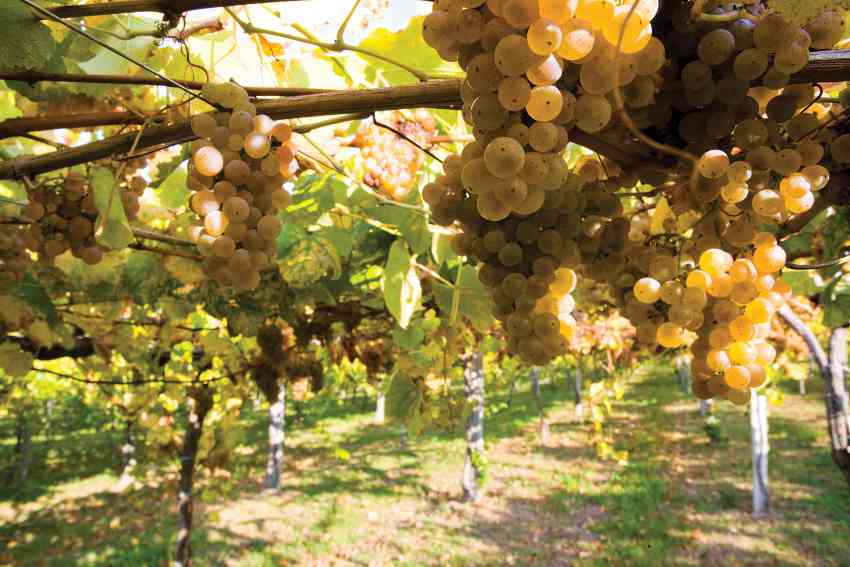 Albarino grapes