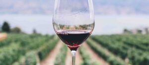 Pinot Noir Glass by Vineyards