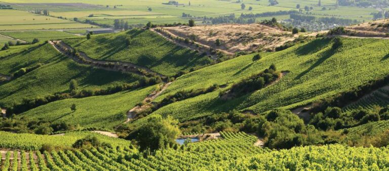 Apalta vineyard in Chile