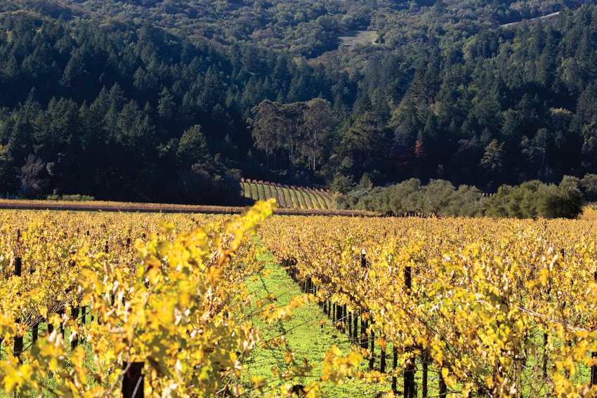 Fall vineyard at Sequoia Grove Winery in Napa, California