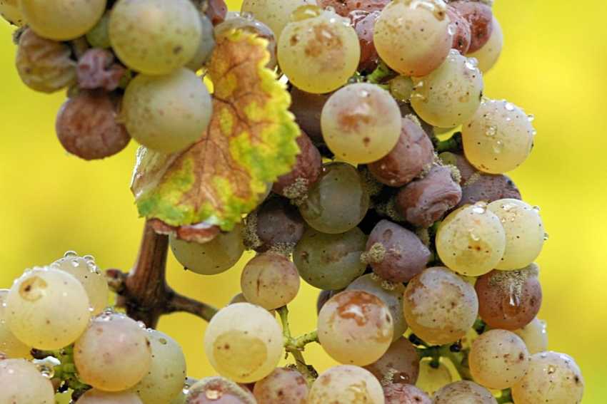 Noble rot on Riesling