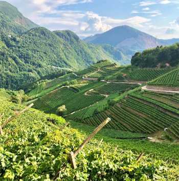 Vineyards in Alto Adige