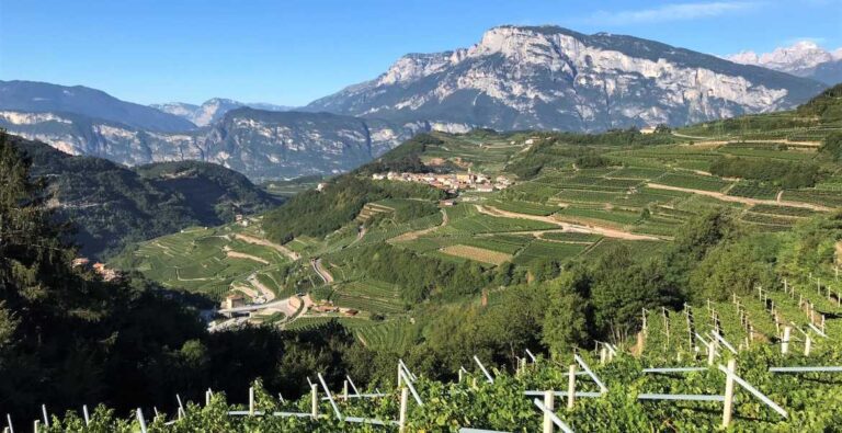 Vineyards in Alto Adige