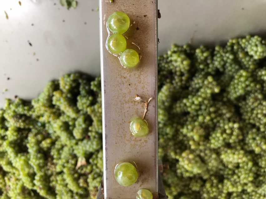 White grapes from Alto Adige, Italy