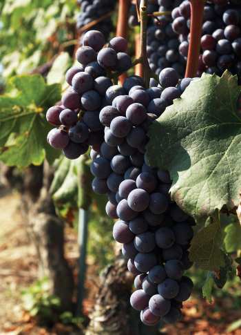 Nebbiolo Grapes from Michele Chiarlo