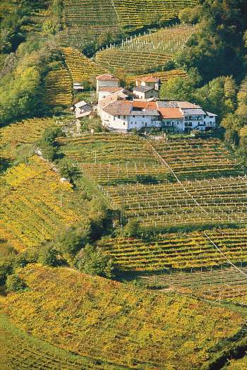 Hillside vineyards of Bollini winery in Trentino, Italy