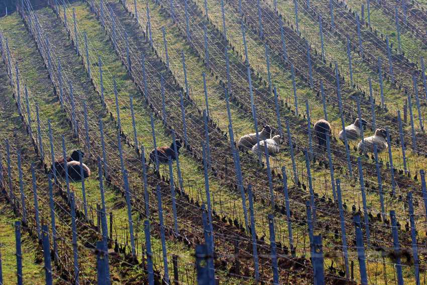 Sheep in the vineyards of Clos Windsbuhl in Alsace, France
