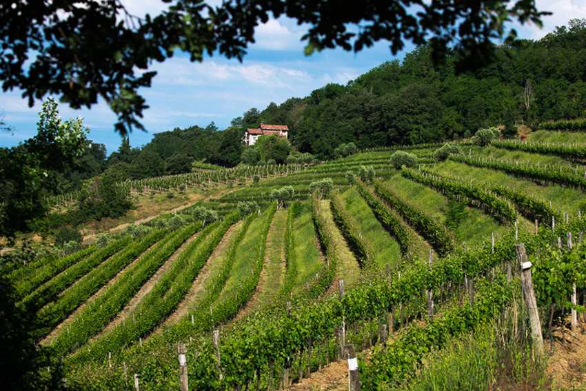 Pighin Collio vineyards