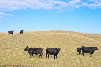 cows of King Island, Australia