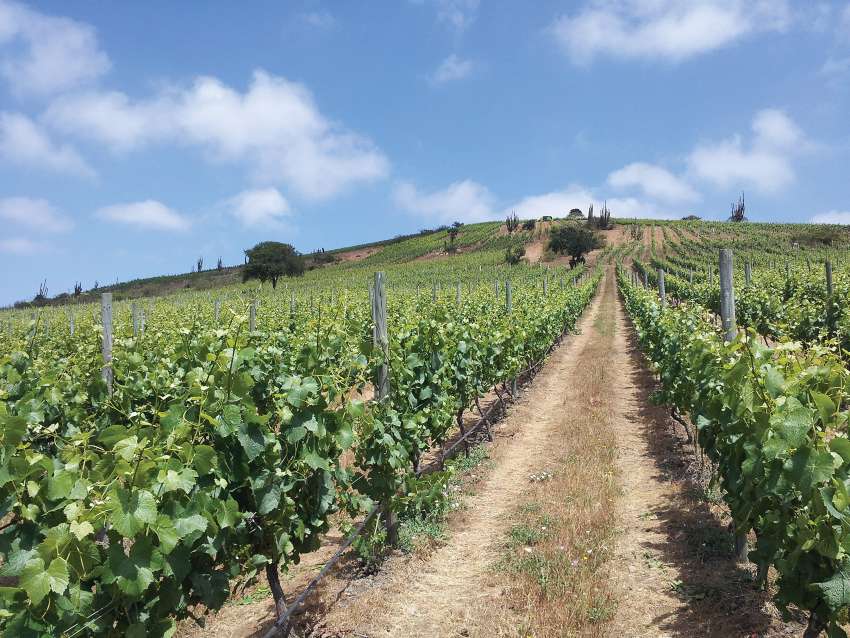Montes' Leyda vineyards