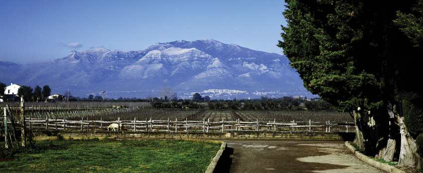 Villa Matilde vineyards and mountain